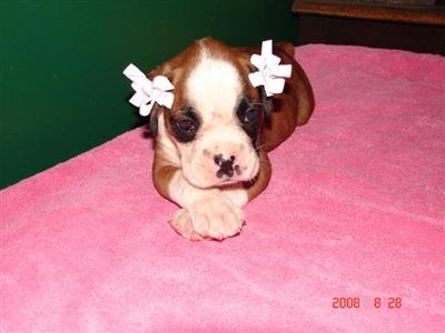Puppies in GA